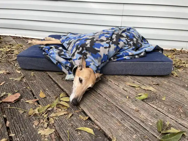 A slender tan dog with a white muzzle lies on a blue dog bed outdoors on a wooden deck scattered with fallen leaves. The dog…
