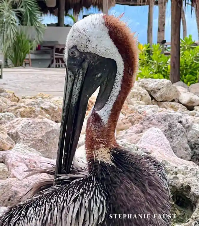 A close-up photo of a brown pelican with a white head and neck, standing on rocks near a tropical beach setting with palm…
