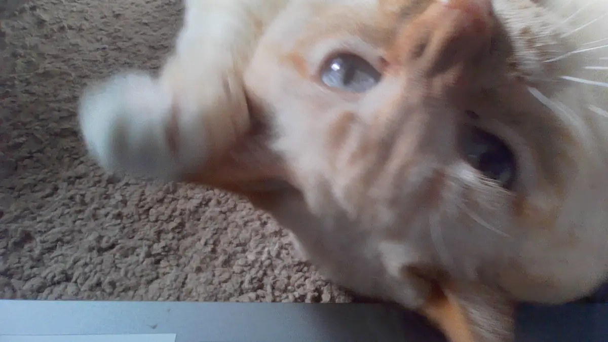 A blurry, close-up photo of an orange and white cat lying on a beige carpet, with one paw blurred from motion as if reaching…
