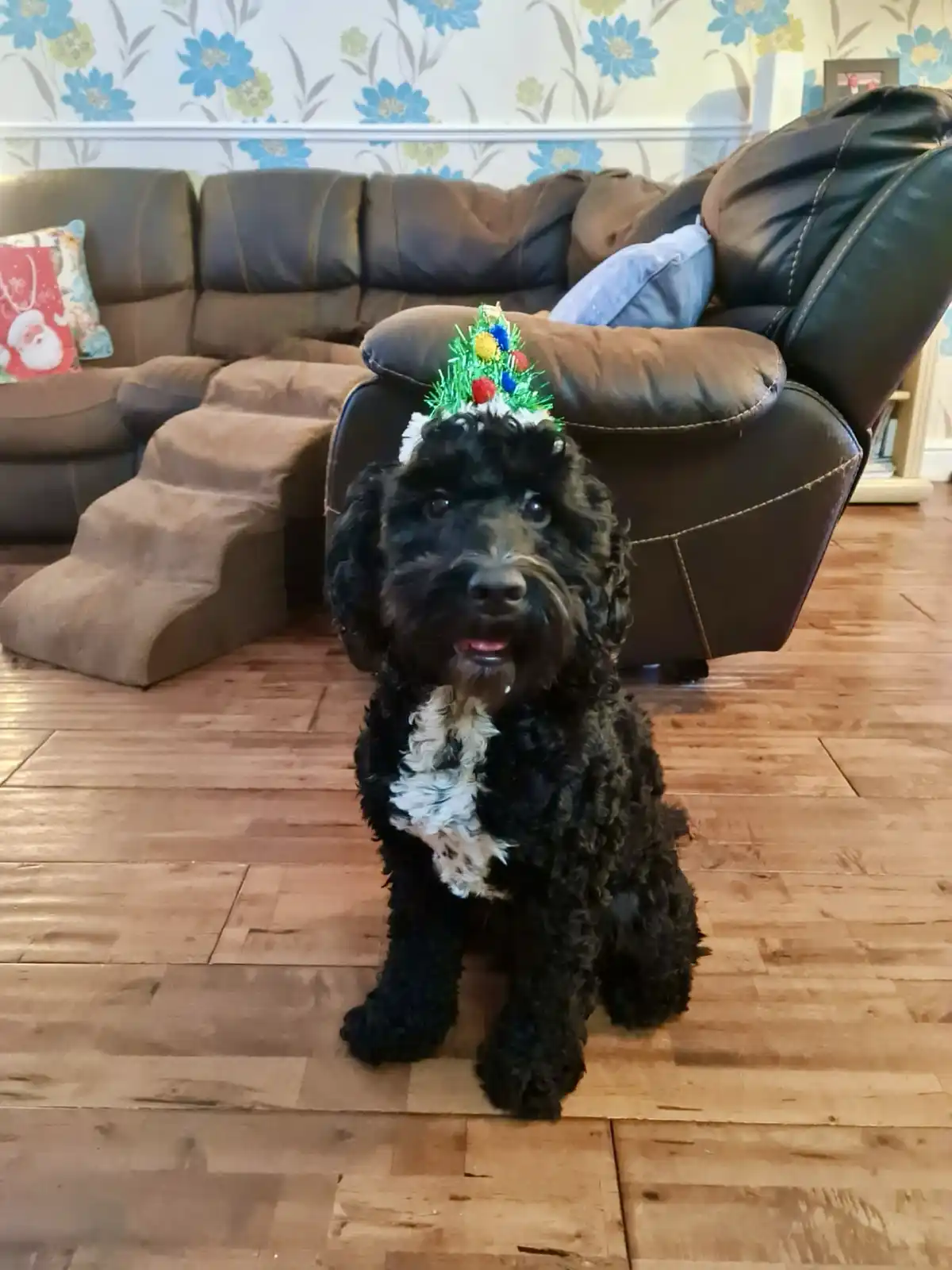A black curly-haired dog with a white chest sits on a wooden floor in front of a brown leather sofa, wearing a small green…