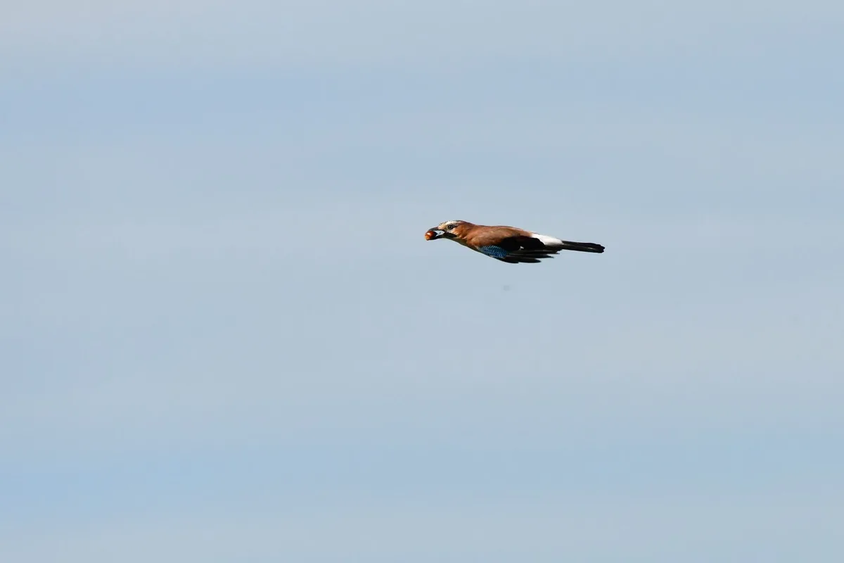A Eurasian jay bird is captured mid-flight against a clear blue sky, carrying a small orange object in its beak. The image…