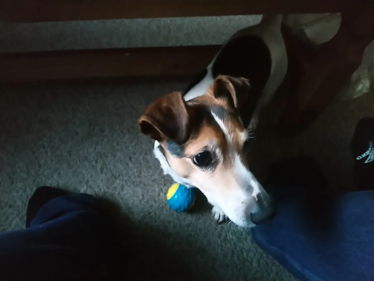 A small brown and white dog with large, pleading eyes looks up from under a wooden piece of furniture at the camera…