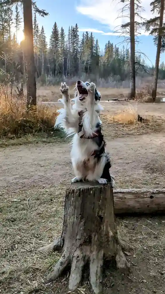 Capturing Milo: Hilarious Moments with My Adorable Pup!