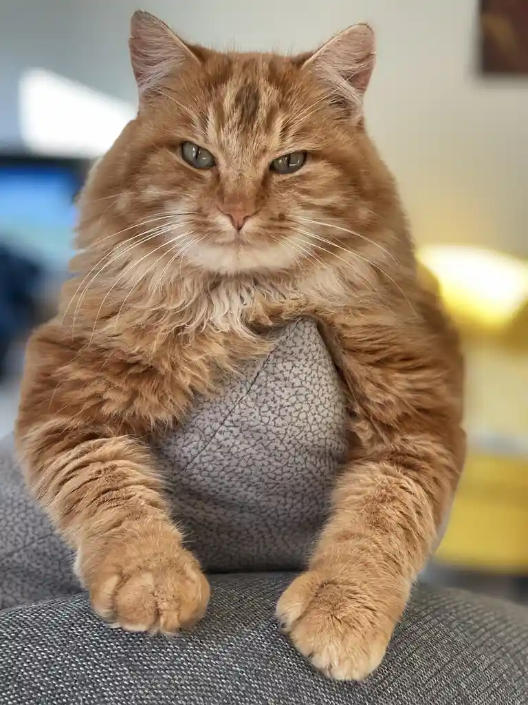 A fluffy orange tabby cat sits upright on a gray textured couch, staring directly at the camera with a stern, unimpressed…