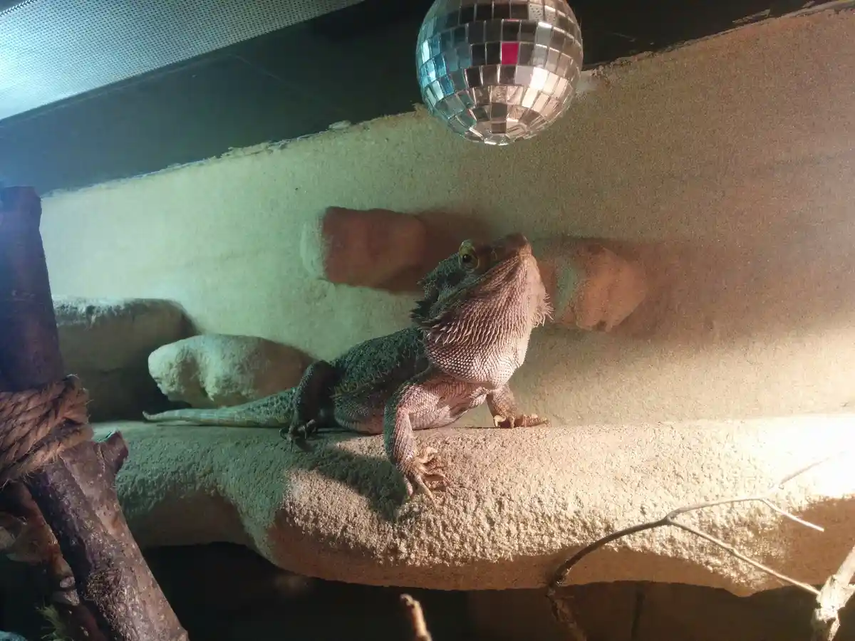 A bearded dragon lizard is pictured inside a terrarium, looking upward at a disco ball hanging from the ceiling. The lizard…