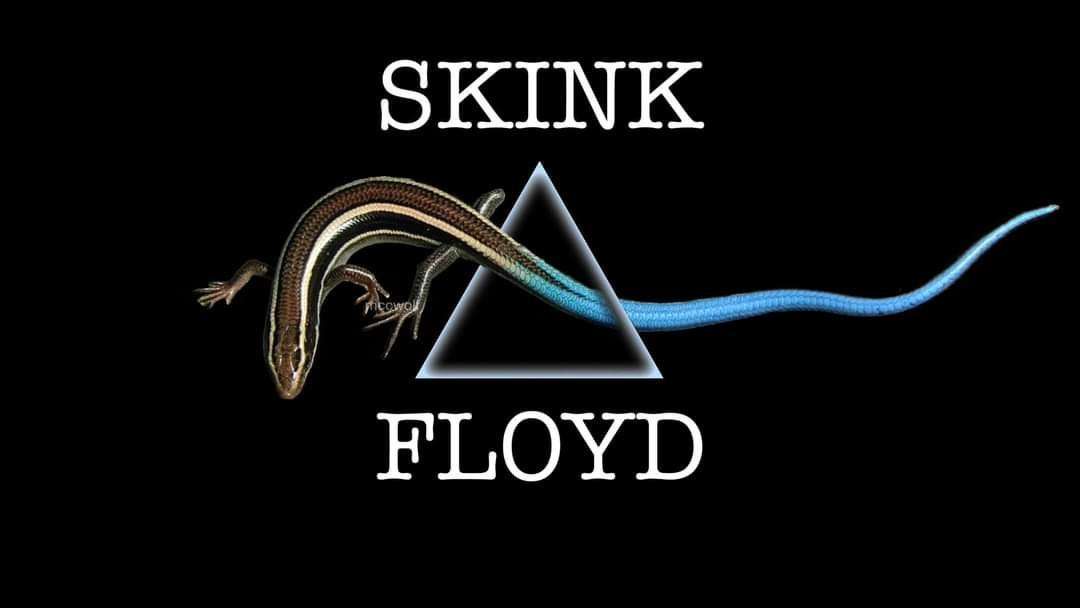 A skink lizard is shown against a black background, its body arcing over a glowing triangular prism that refracts its tail…