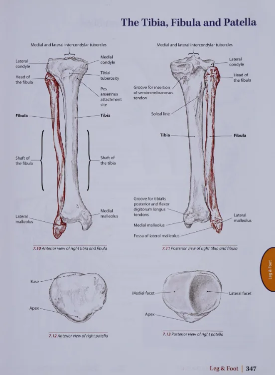 An anatomy textbook page showing labeled diagrams of the tibia, fibula, and patella bones from anterior, posterior, and…