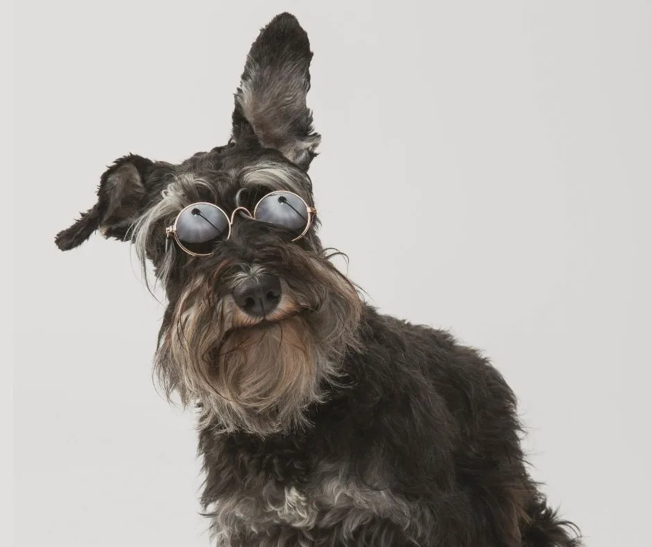 Discover the Cutest Dog Breeds on Earth