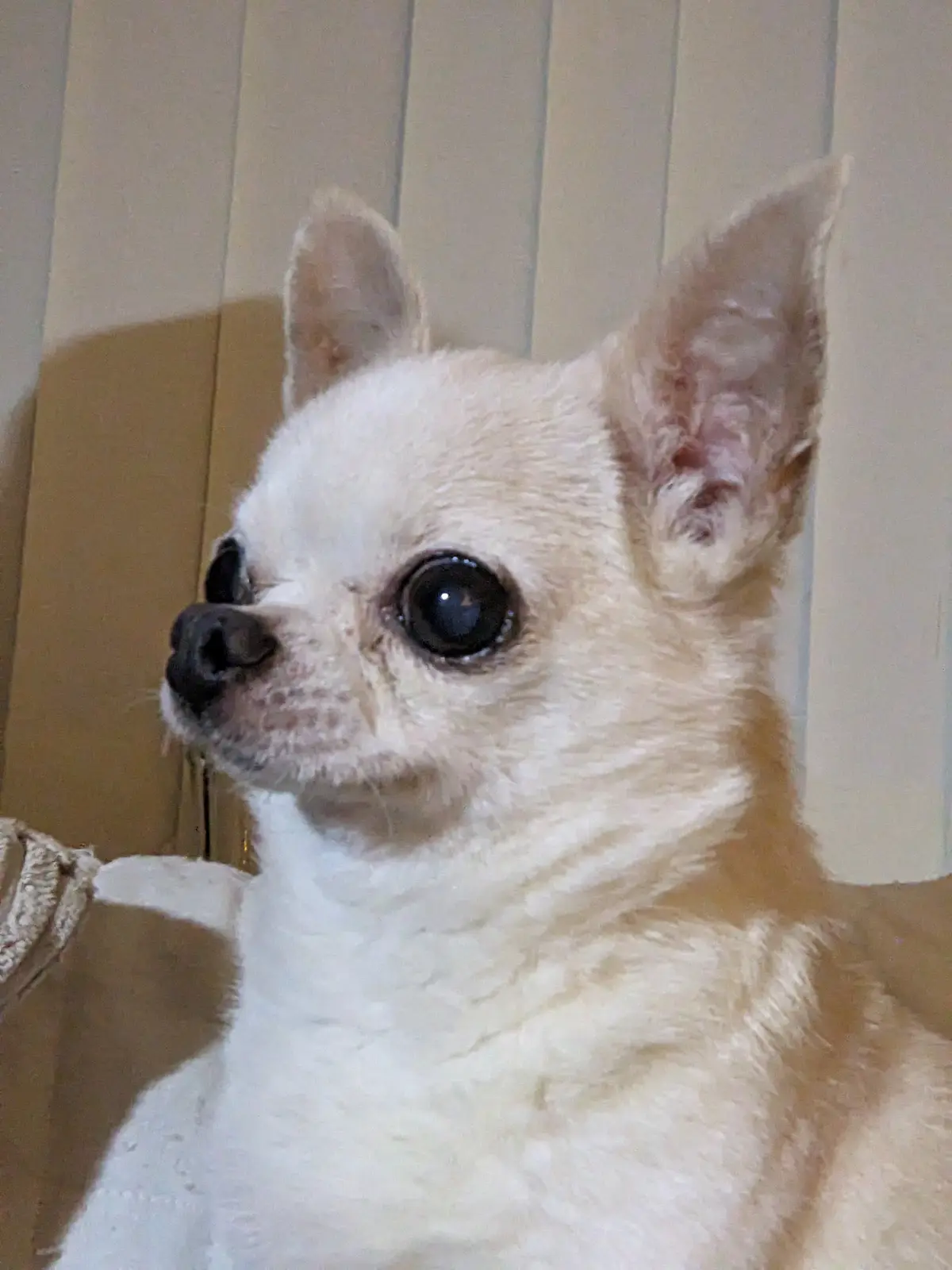 A close-up photo of a small, light-colored chihuahua with large, dark, expressive eyes looking slightly to the side. The dog…