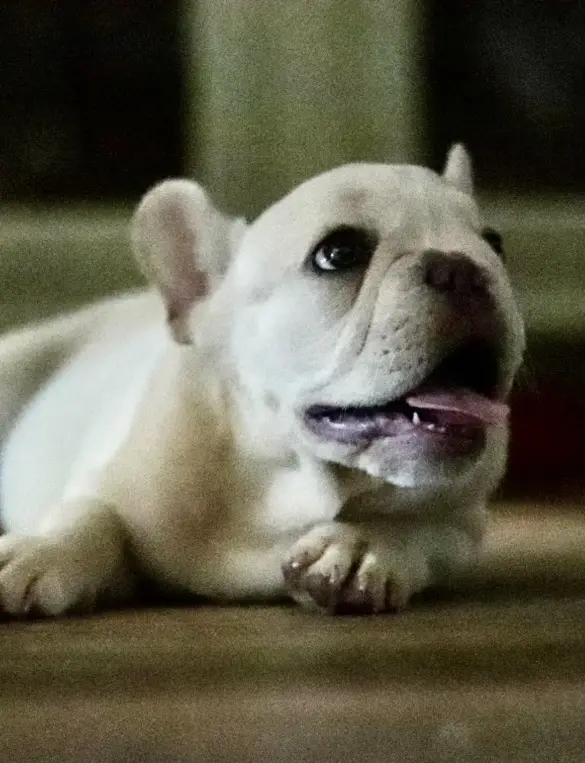 a white french bulldog puppy is lying down with its mouth slightly open, looking upward with big, expressive eyes. The image…
