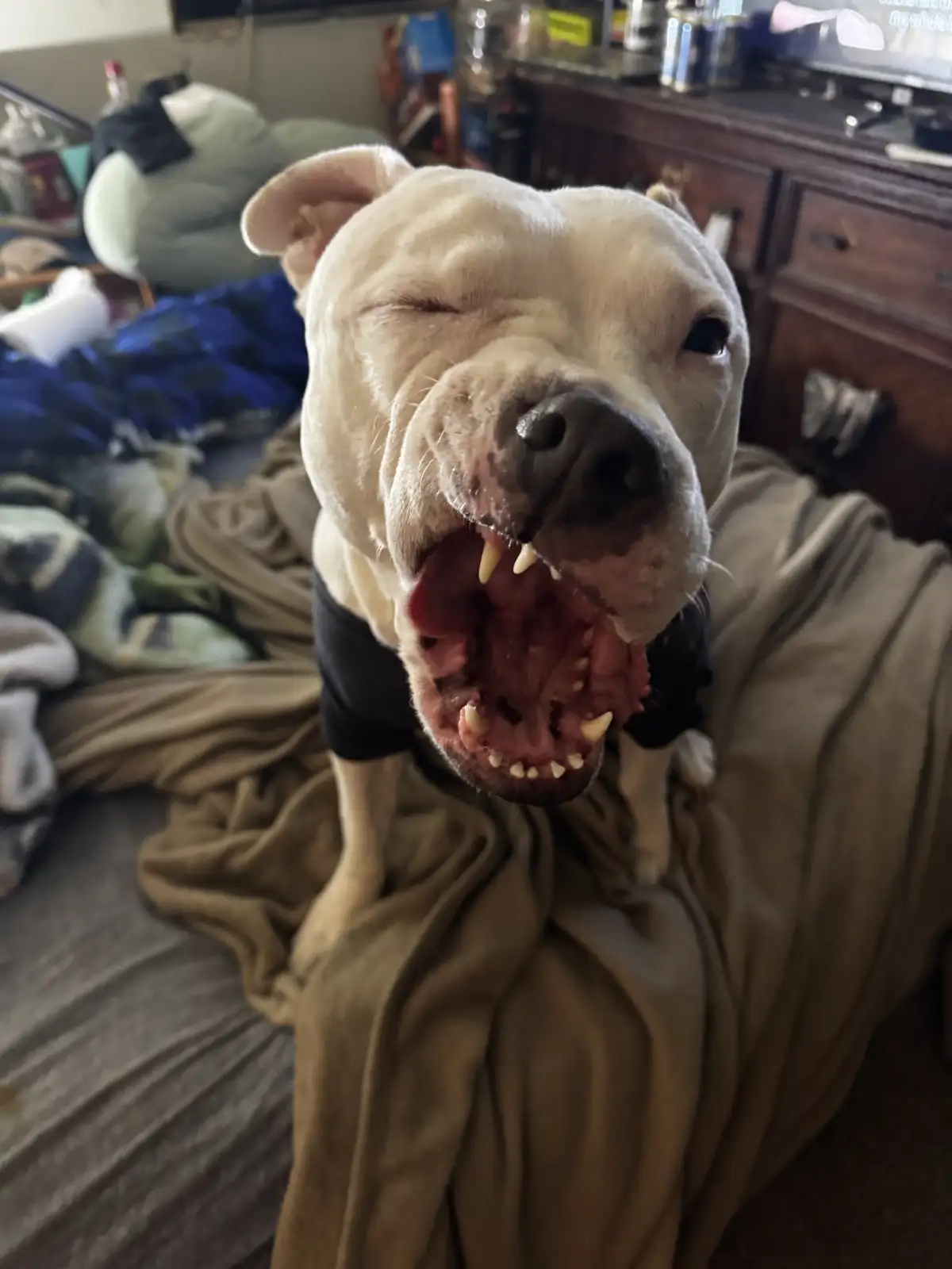 A light-colored dog with one eye closed and mouth wide open, showing teeth, sits on a bed covered in blankets in a cluttered…