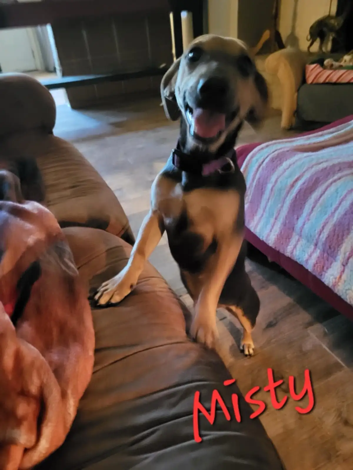 A happy, tan-and-black dachshund named Misty stands on its hind legs with front paws on a brown leather couch, tongue out…