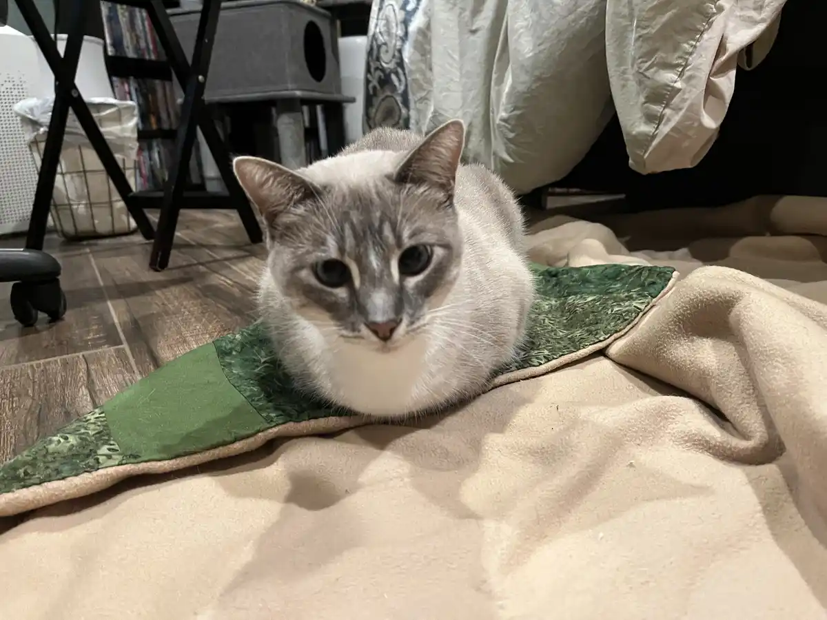Daily Dose of Cuteness: Meet Ivy the Cat - Day 304