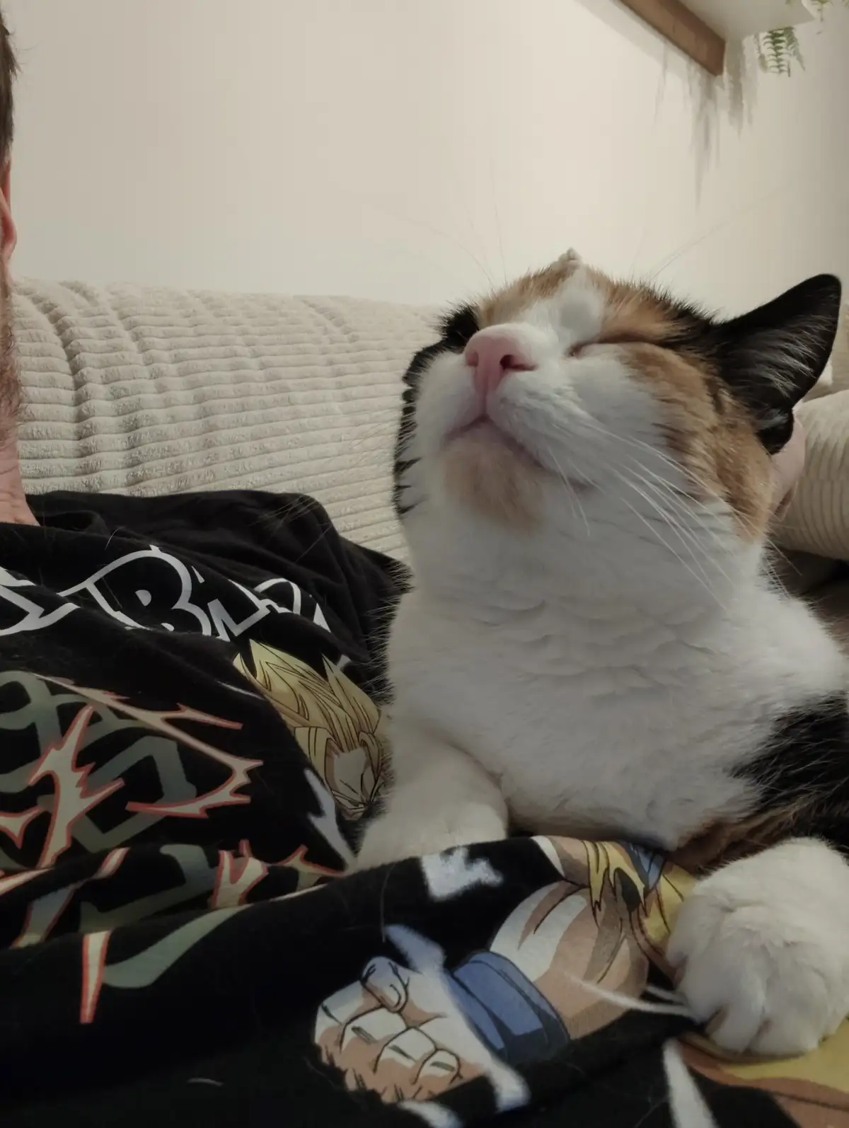 A calico cat with white, black, and orange fur is sleeping peacefully on a person's lap, its eyes closed and head tilted…