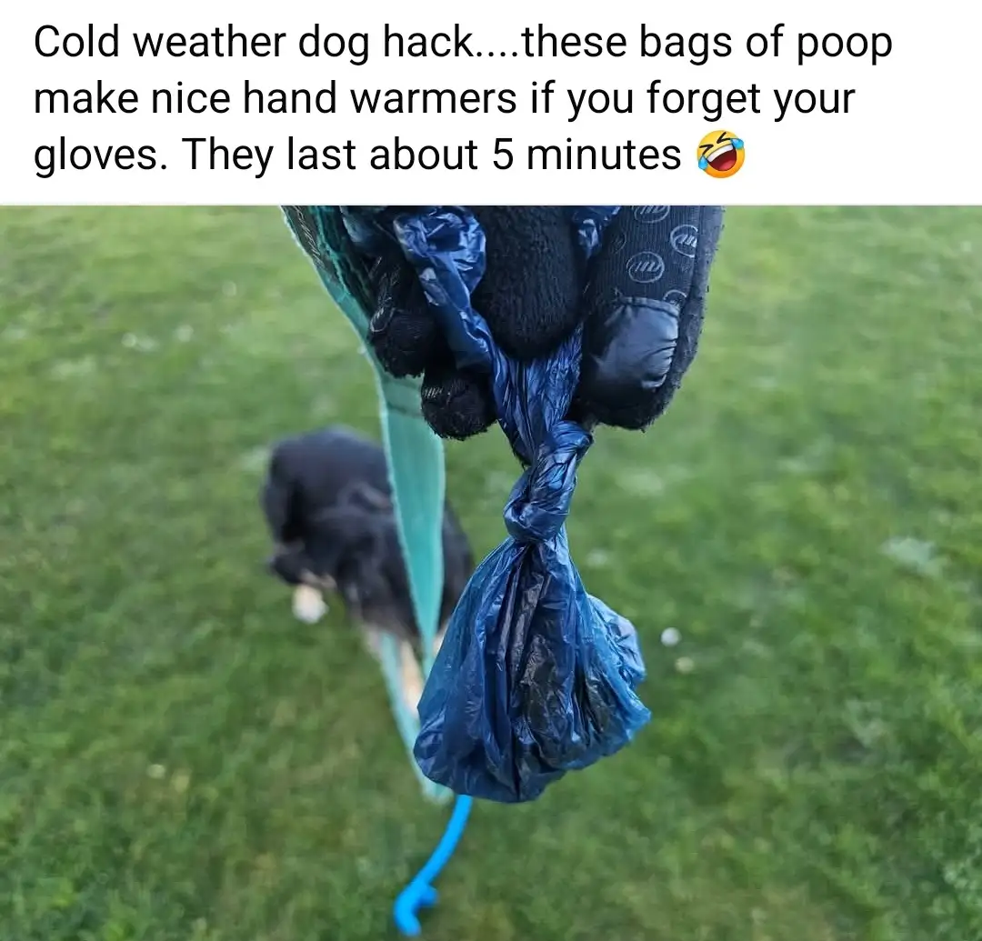 A close-up shot shows gloved hands holding a tied blue plastic bag filled with dog poop, dangling from a leash. In the…