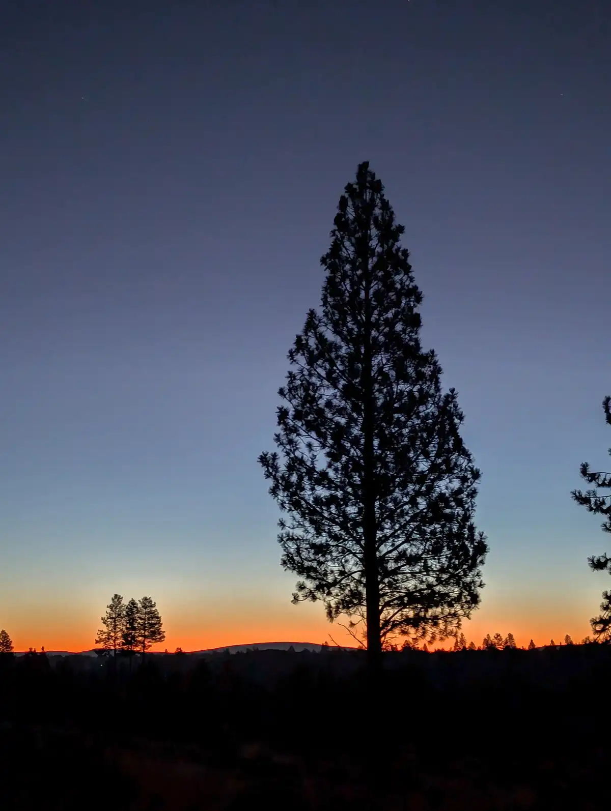 A tall pine tree silhouetted against a twilight sky transitioning from orange near the horizon to dark blue above, with…