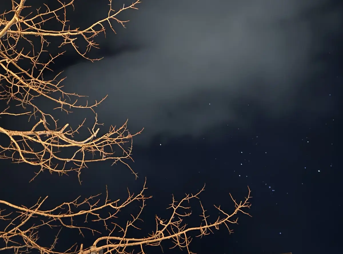 A night sky with visible stars and dark clouds, framed by the bare, illuminated branches of a tree. The overlaid text reads…