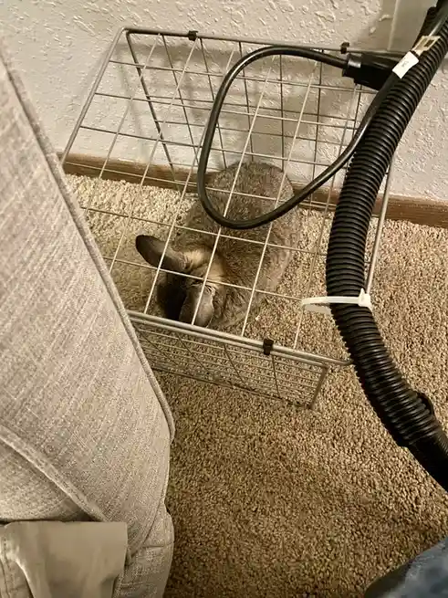 Bunny in Relaxation Mode: Recharging Evil Capacitor or Just Chilling?