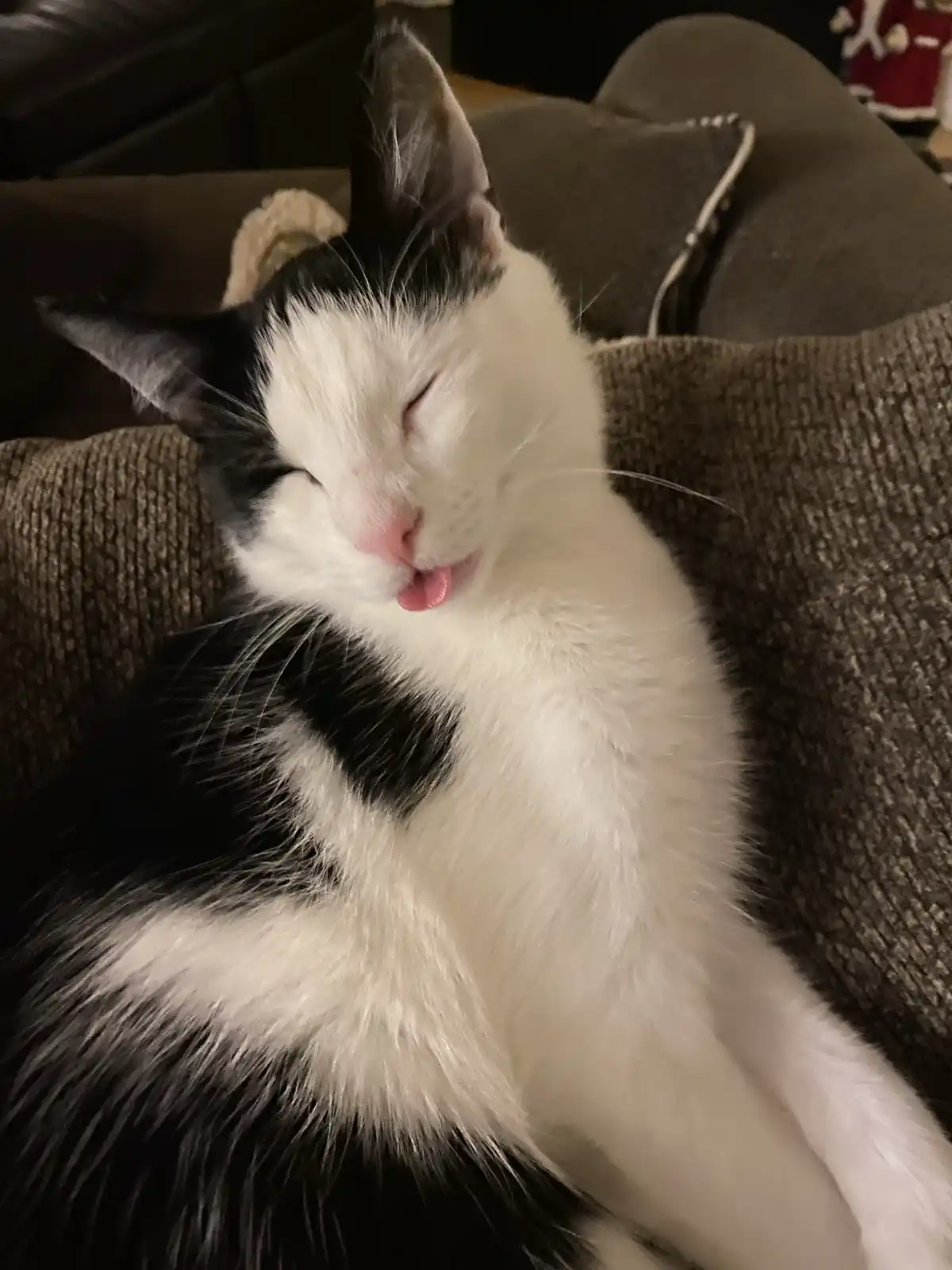 A black and white cat is lying on a textured gray couch, eyes closed and tongue slightly sticking out in a relaxed, sleepy…