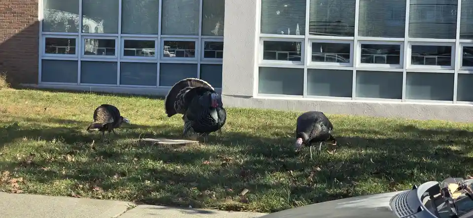 The Wild Adventures of Street Turkeys!