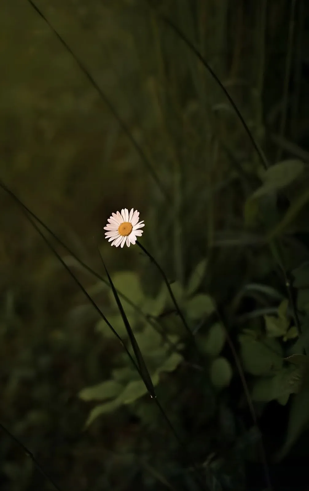 A single white daisy with a yellow center stands out against a dark, blurred background of green foliage and thin plant…