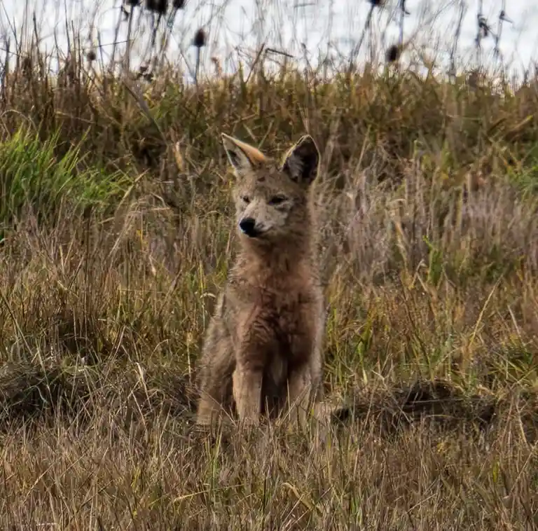 A young coyote sits upright in tall, dry grass, looking directly at the camera with a serious expression. The image has text…