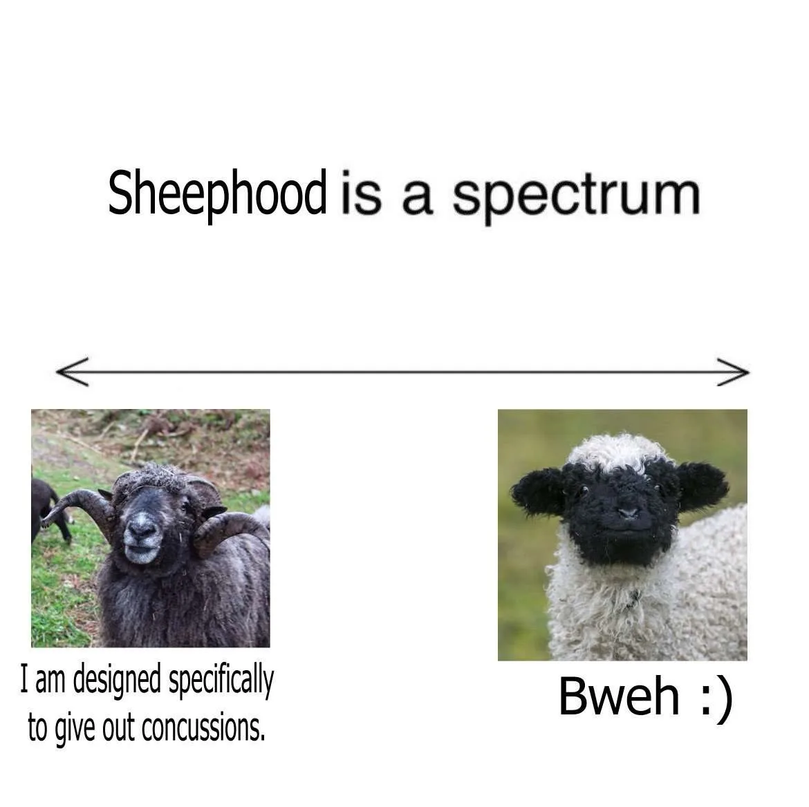 The image displays a horizontal spectrum labeled 'Sheephood is a spectrum' with two sheep photos. On the left, a large…