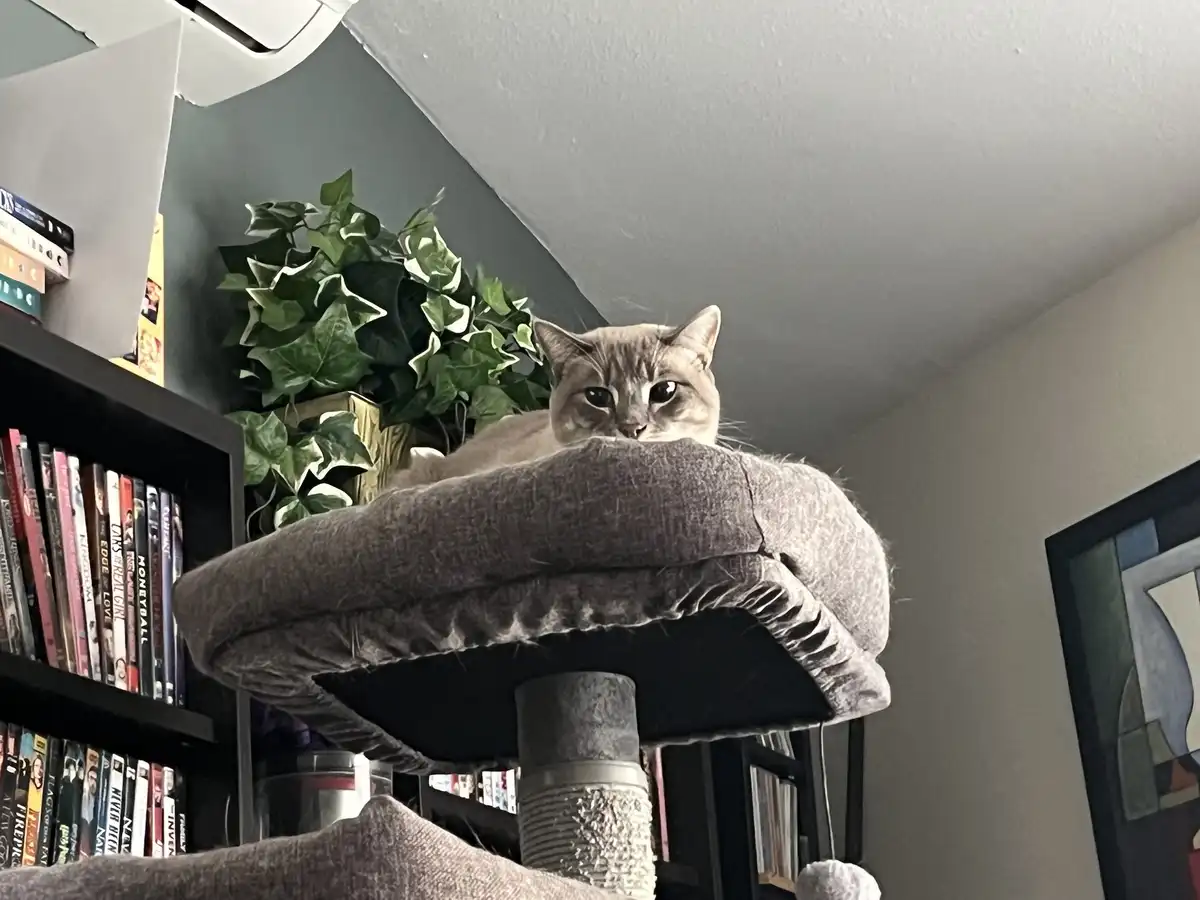 Daily Dose of Cutness: Ivy the Cat - Day 307