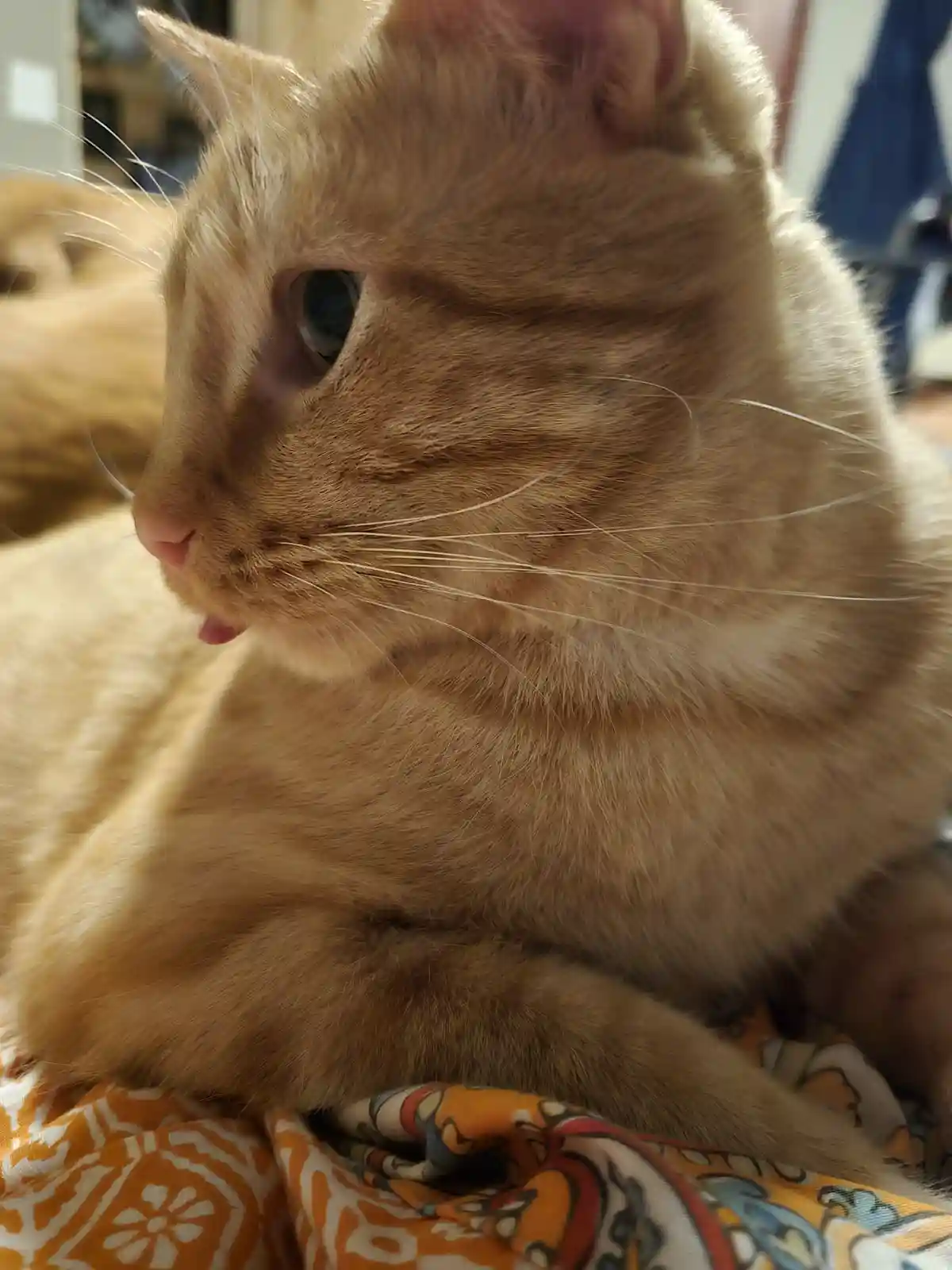 A close-up photo of a ginger cat lying on a patterned blanket, looking off to the side with its pink tongue slightly…