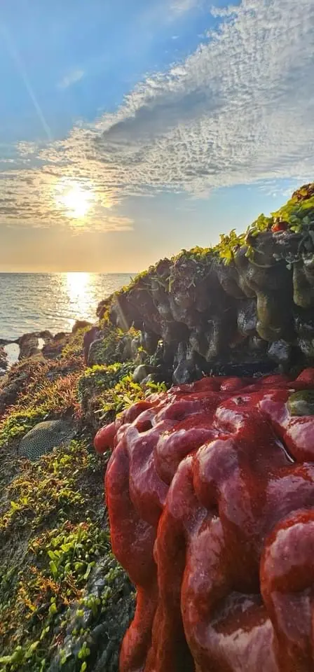 a scenic photo of a rocky coastline at sunset, with the sun low on the horizon reflecting on the water, and a large, vivid…
