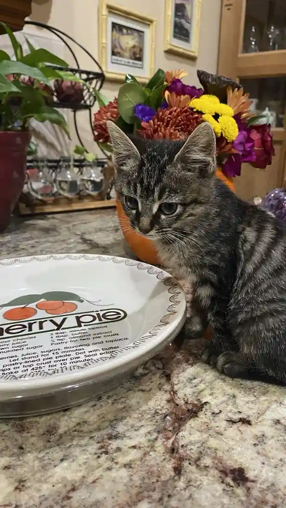 It's Been Over a Year Since We Rescued Phoebe and Mavis