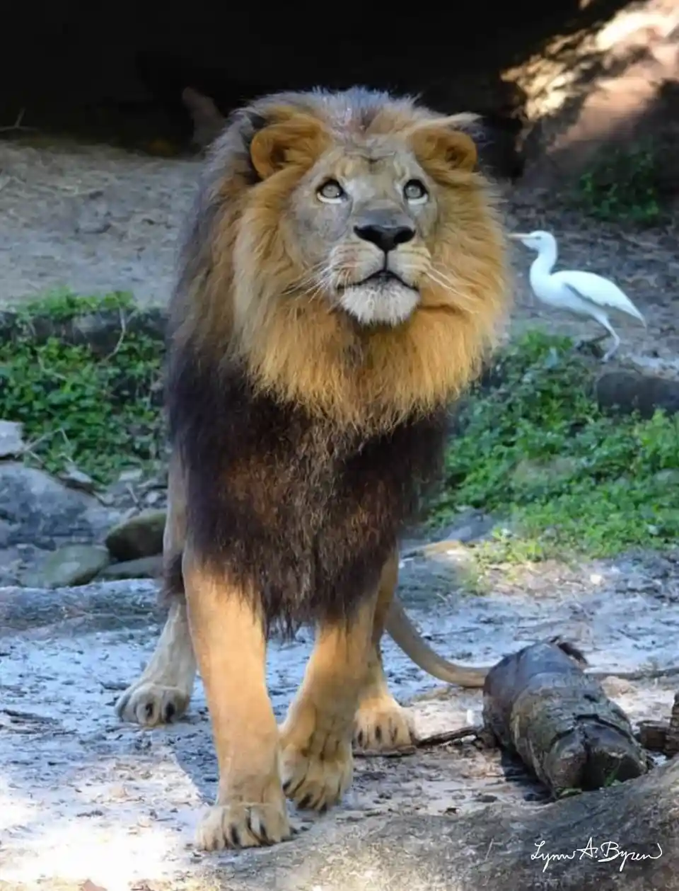 A majestic male lion with a full, dark brown mane stands in a naturalistic enclosure, looking upward with a serious…