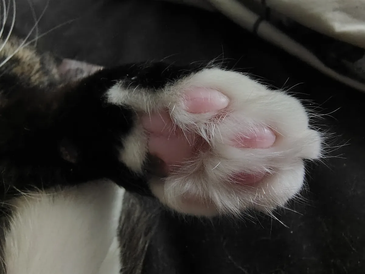 A close-up photo shows the underside of a cat's paw, revealing pink pads and white fur, with the cat's black-and-white fur…