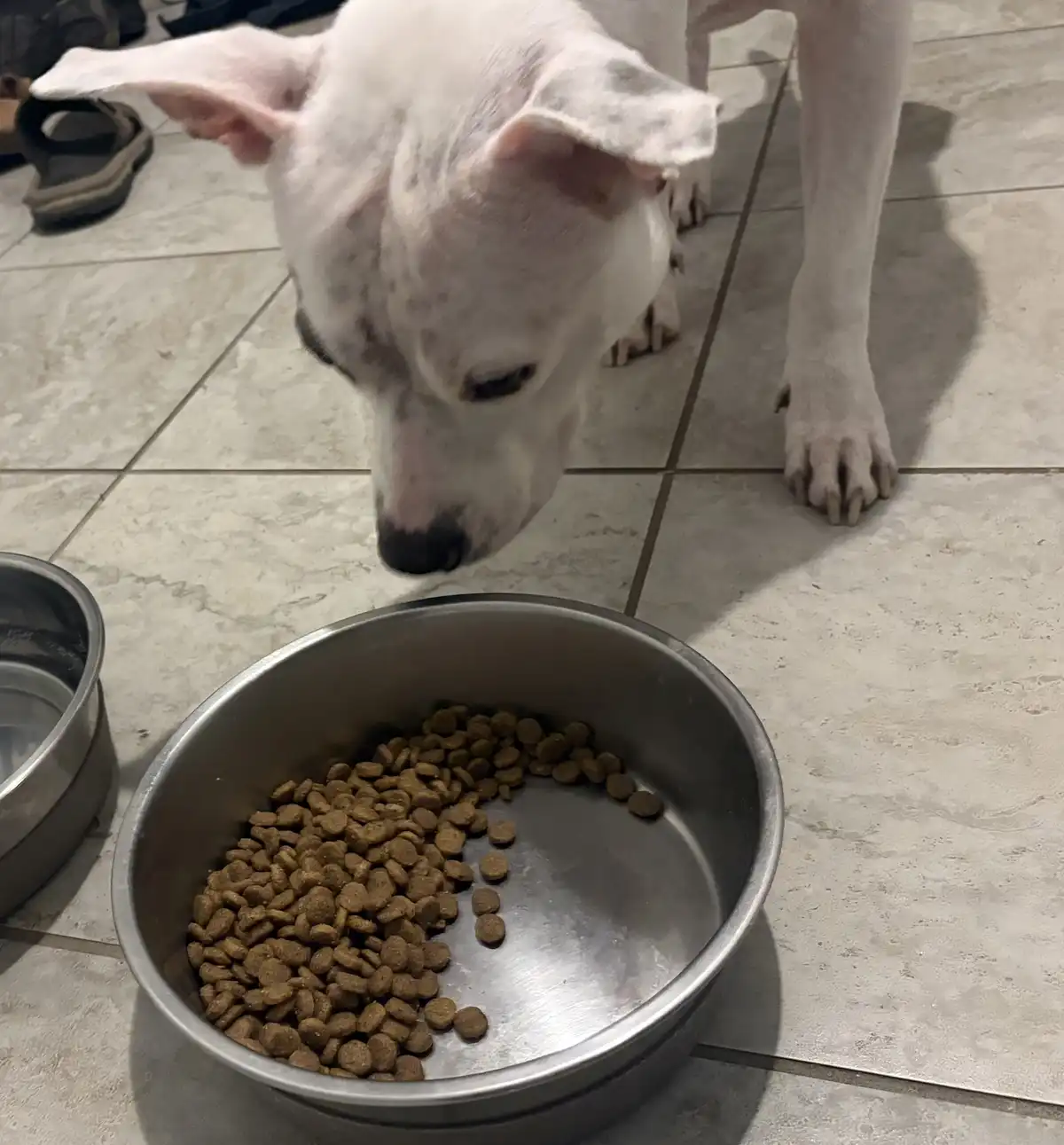 A white dog with large ears leans over a metal bowl filled with dry kibble, appearing to inspect the food rather than eat…