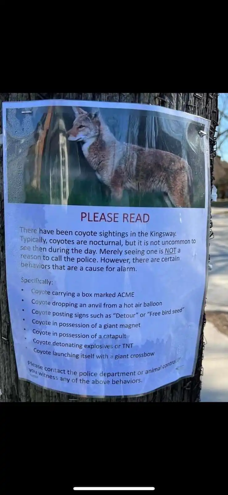 A public notice posted on a wooden pole features a photo of a coyote and lists absurd, fictional behaviors that would…