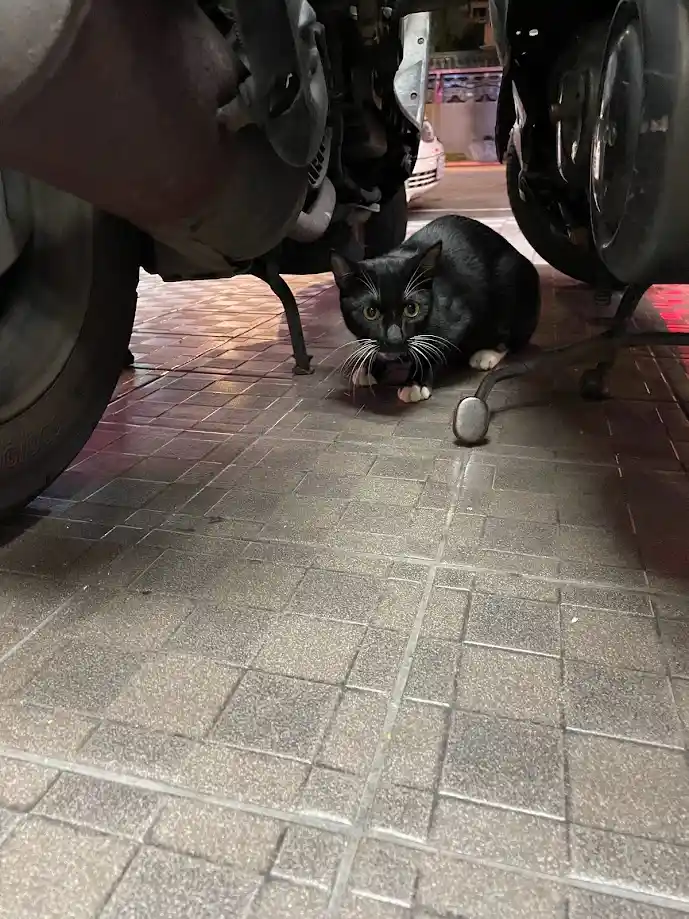 A black cat with white paws sits on a tiled pavement directly under a motorcycle, looking up with wide, unimpressed eyes…