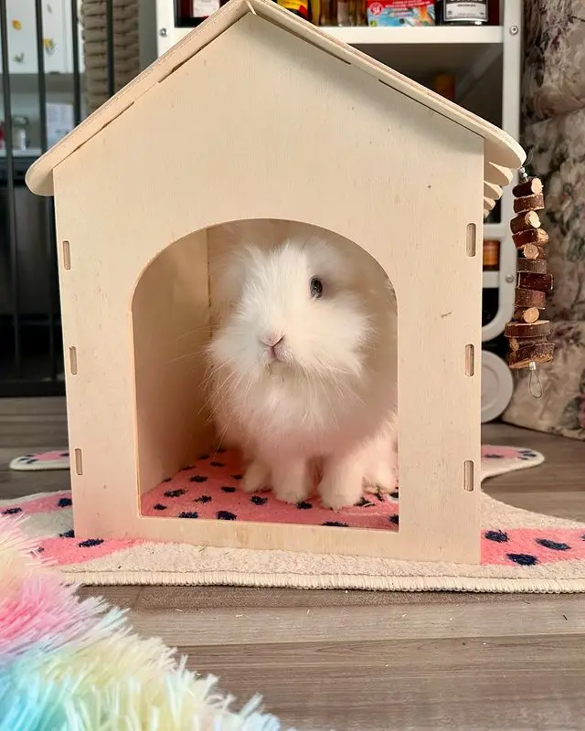 Home Sweet Home: The Comfort of Belonging