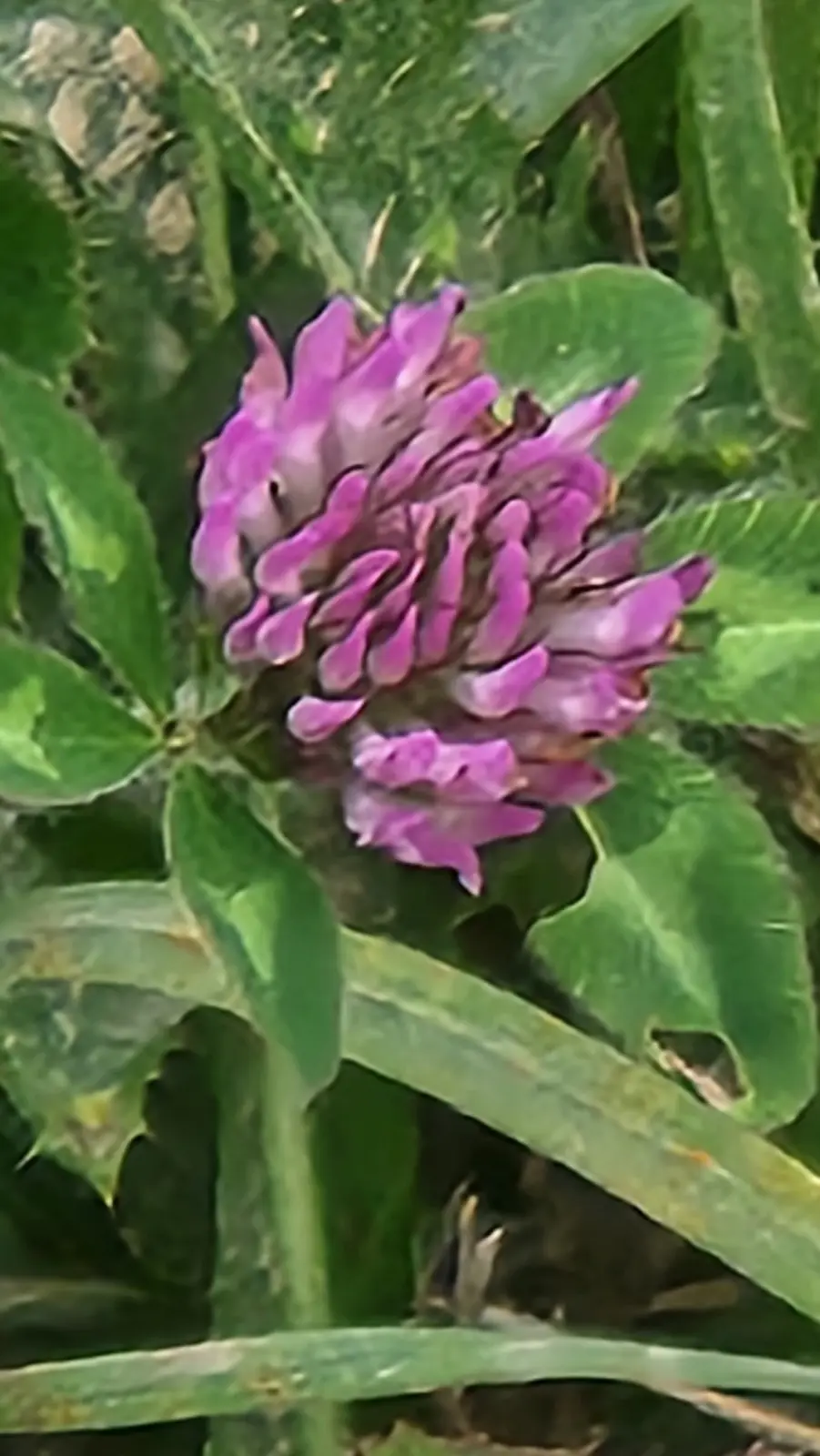 A close-up photo shows a purple clover flower head surrounded by green leaves, with the overlaid text 'i found a four leaf…