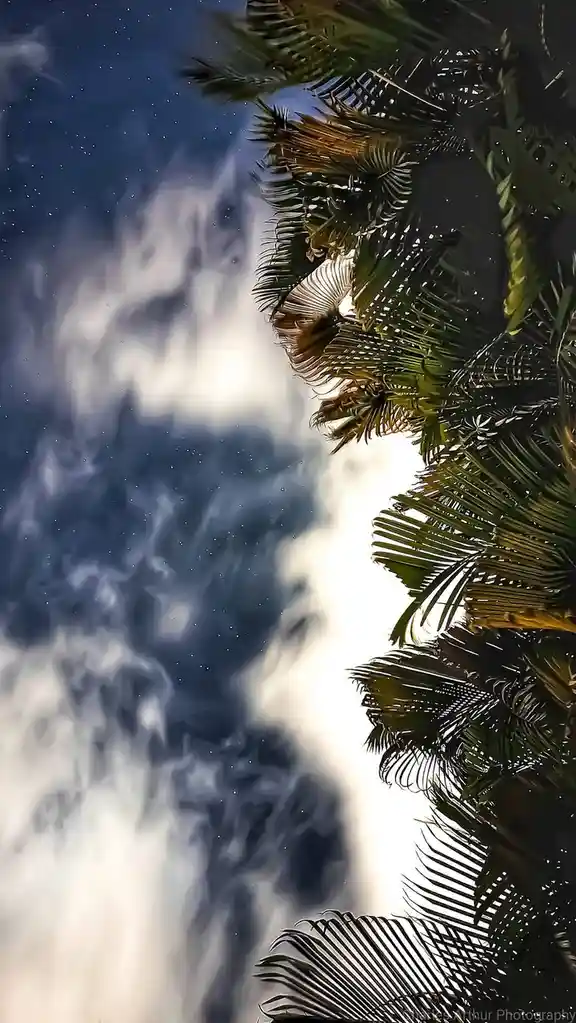 A low-angle shot shows silhouetted palm fronds against a dramatic sky filled with clouds and stars. The overlaid text reads…