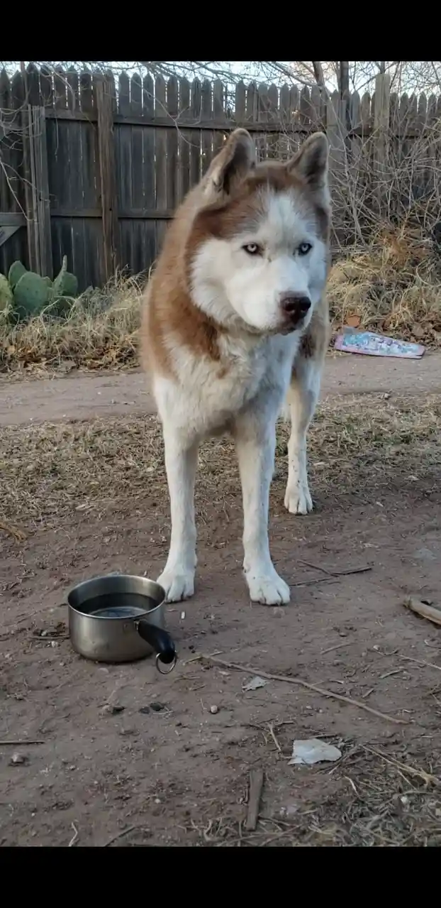 A brown and white husky with striking blue eyes stands in a dry, dirt yard with a wooden fence and cacti in the background…