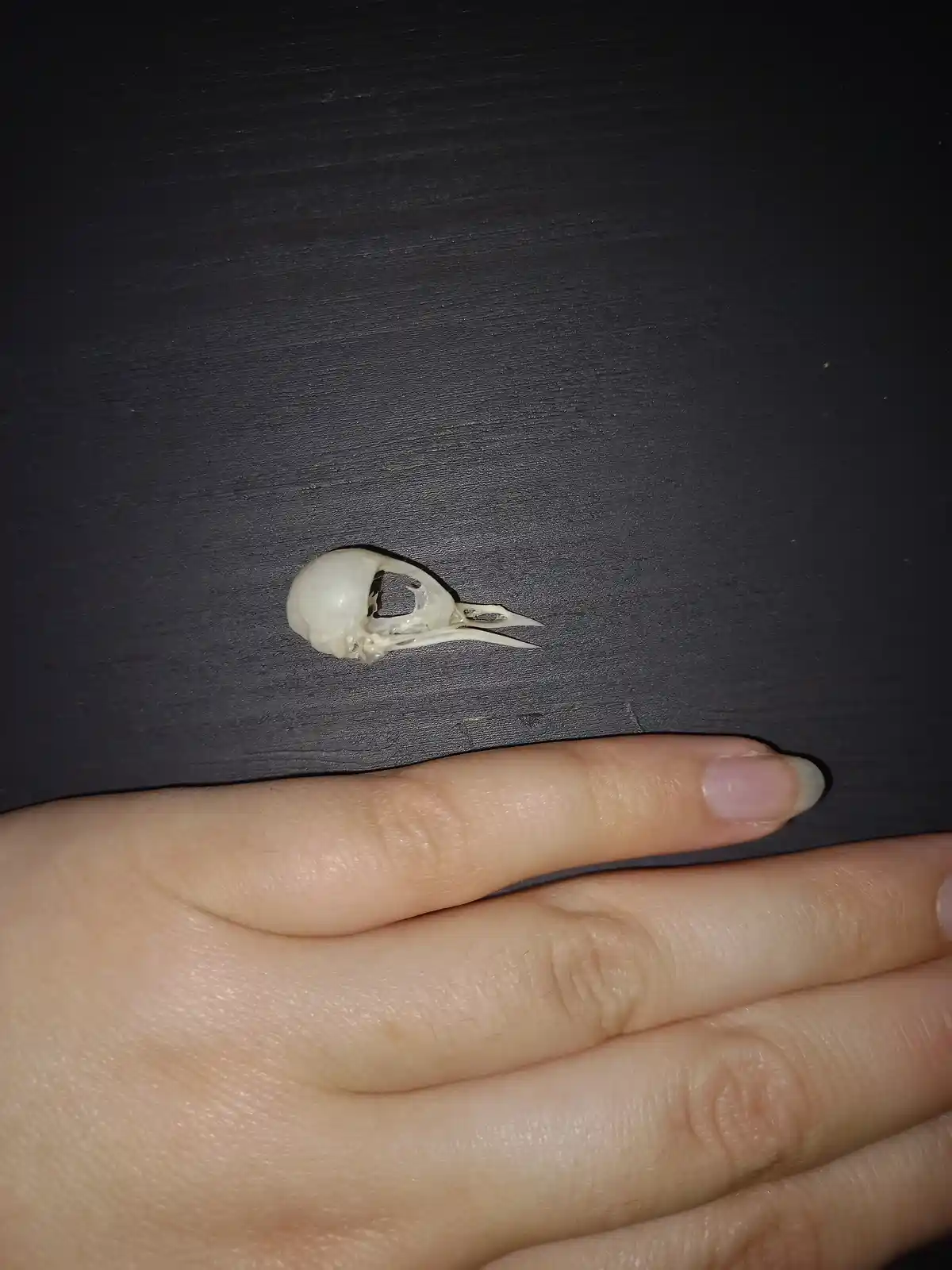 A small, white bird skull with a pointed beak rests on a dark, textured surface, positioned above a person's hand with…