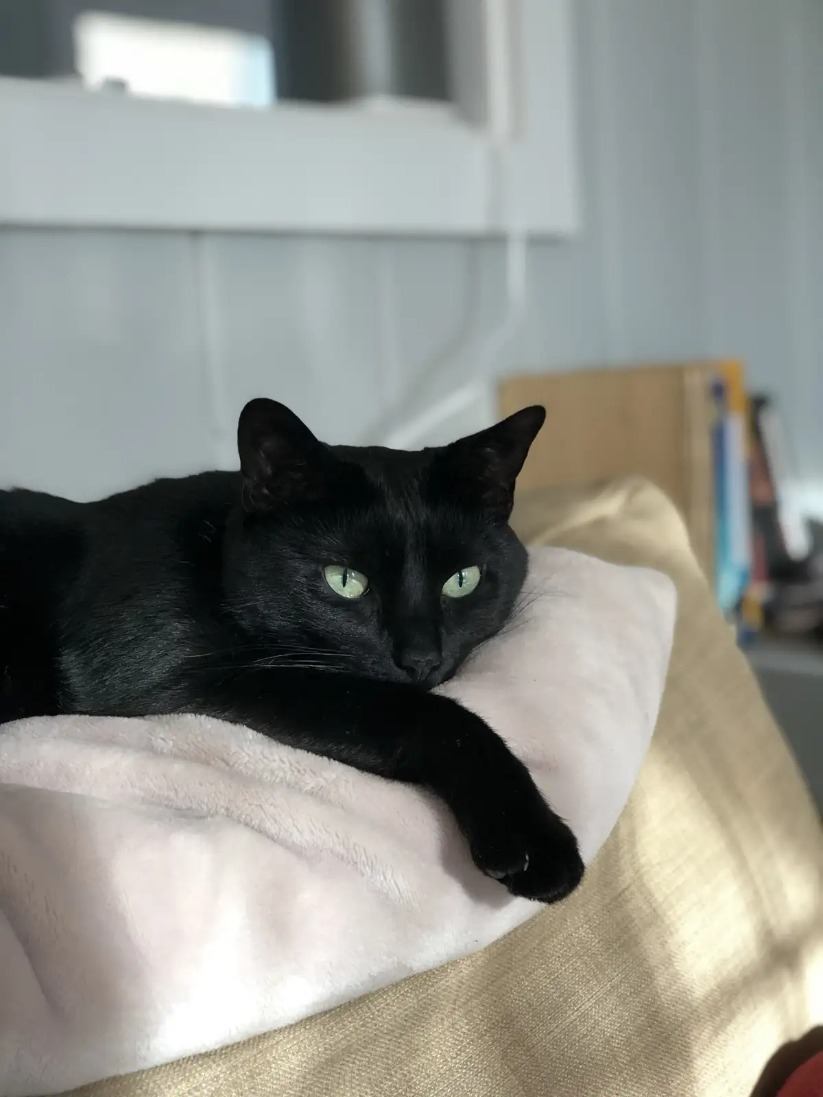 A black cat with striking green eyes is lounging on a soft, light-colored blanket draped over a beige couch or bed. The cat…
