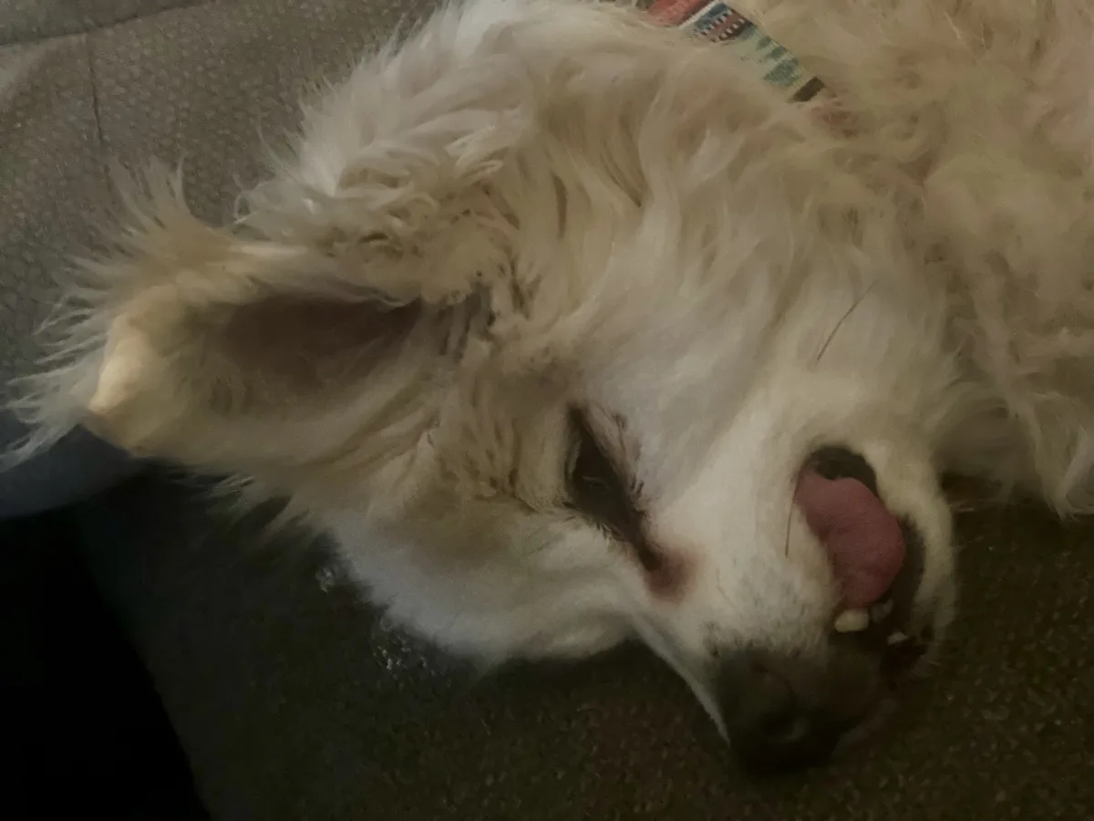 A close-up photo of a fluffy white dog lying on its side on a textured surface, appearing to be sleeping or resting with its…