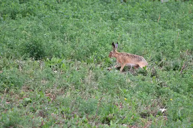 A brown hare is captured mid-stride in a field of green vegetation, its long ears perked up as it moves through the grass…