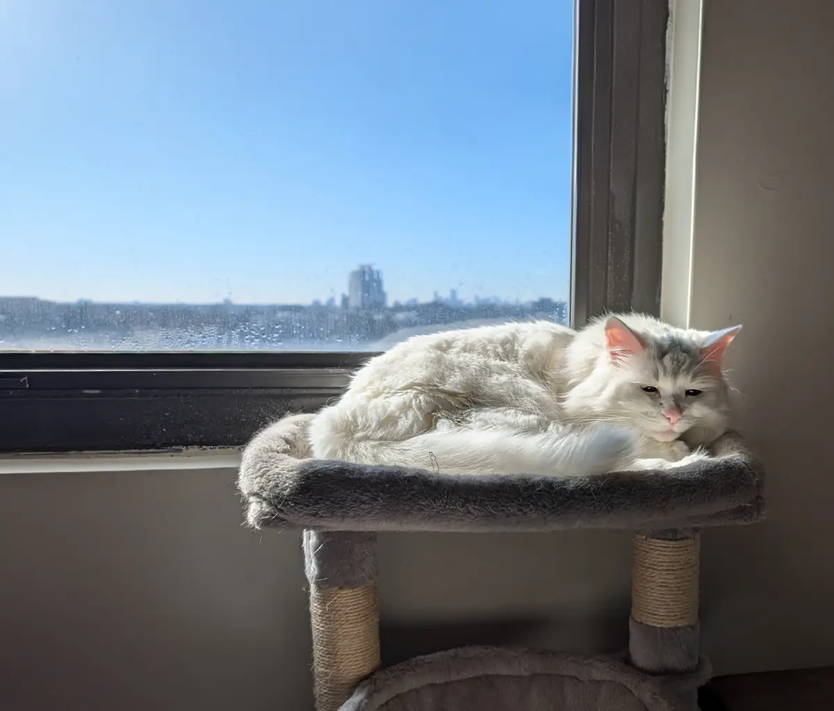 A fluffy white cat with grey markings lounges on a grey cat tree perch directly in front of a window. The window has…