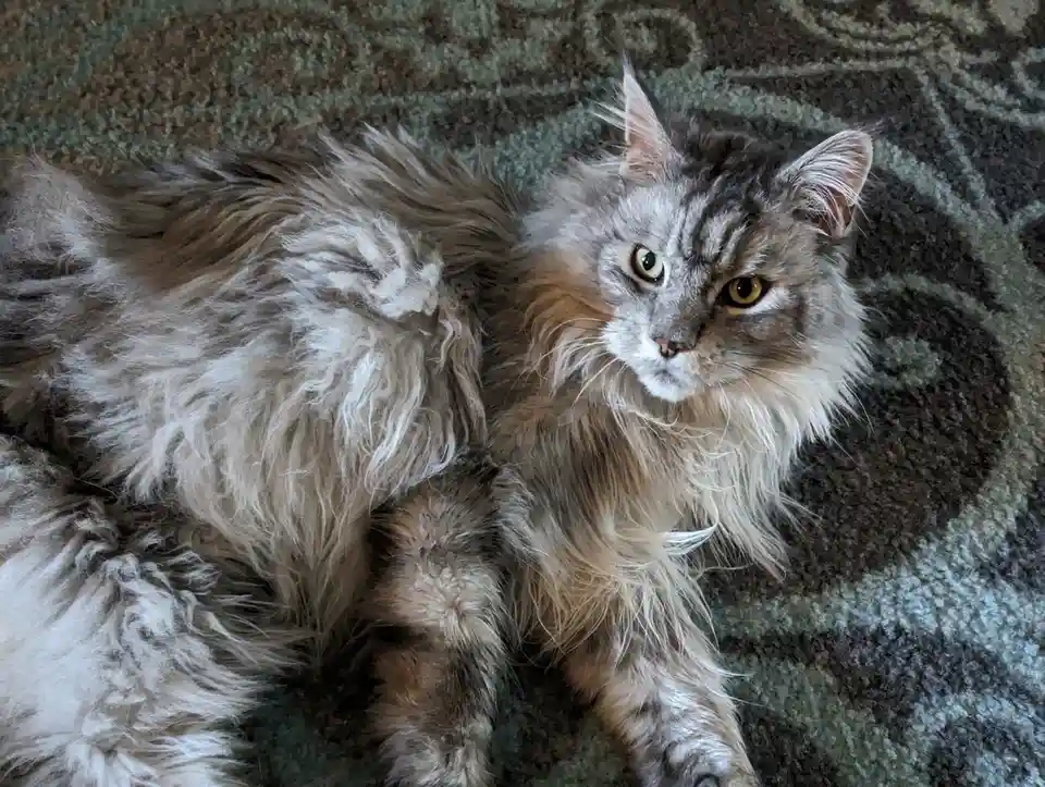 Meet My Lovely Maine Coon Looking for a Forever Home