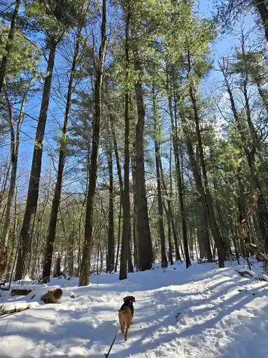 A tan and black dog walks away on a leash through a snowy forest with tall pine trees and a clear blue sky. The dog is…