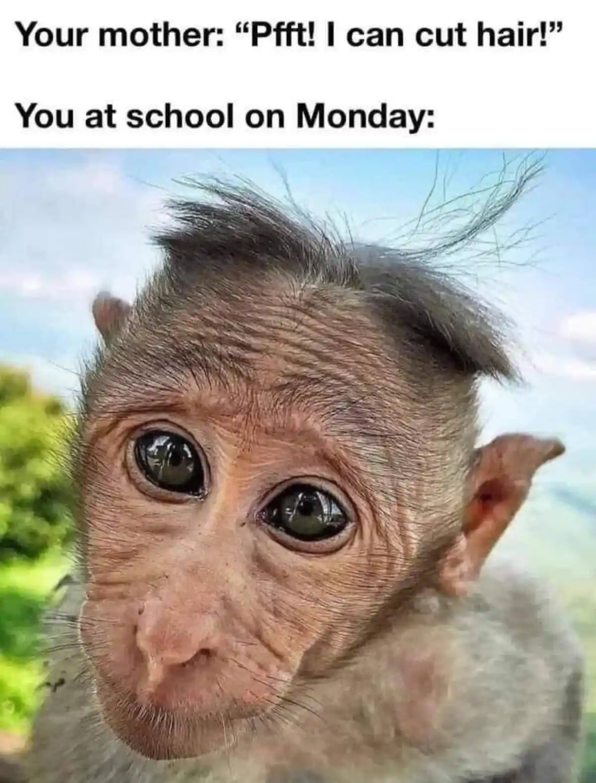 A close-up photo of a monkey with a very messy, uneven haircut, looking shocked or horrified. The text above reads 'Your…