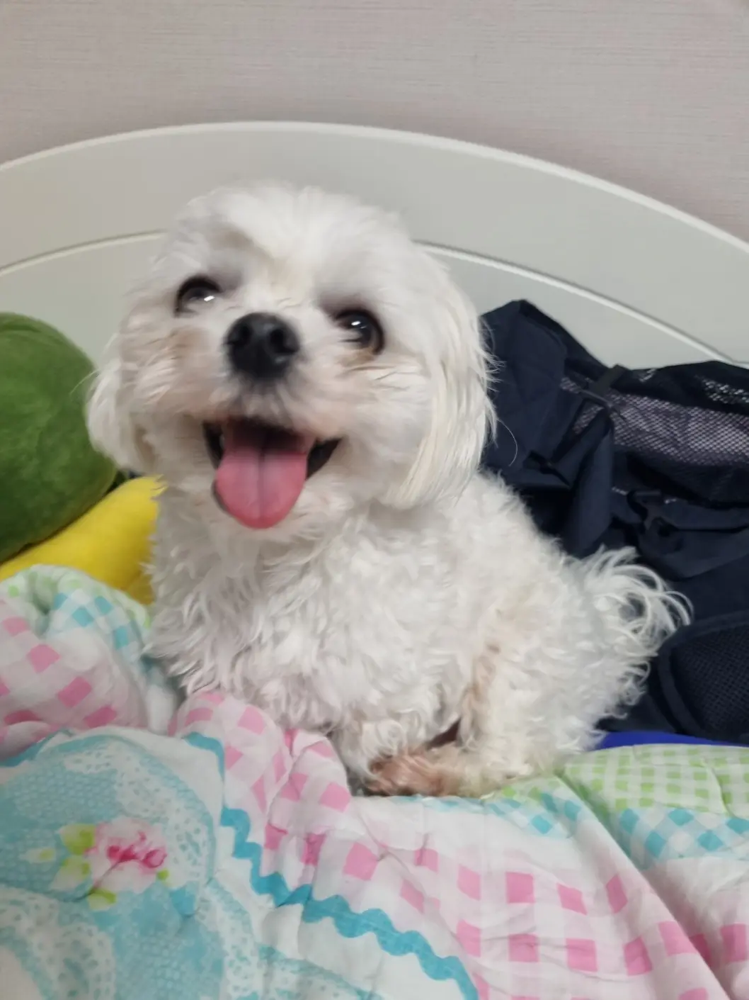 Just My Dog Being Adorable