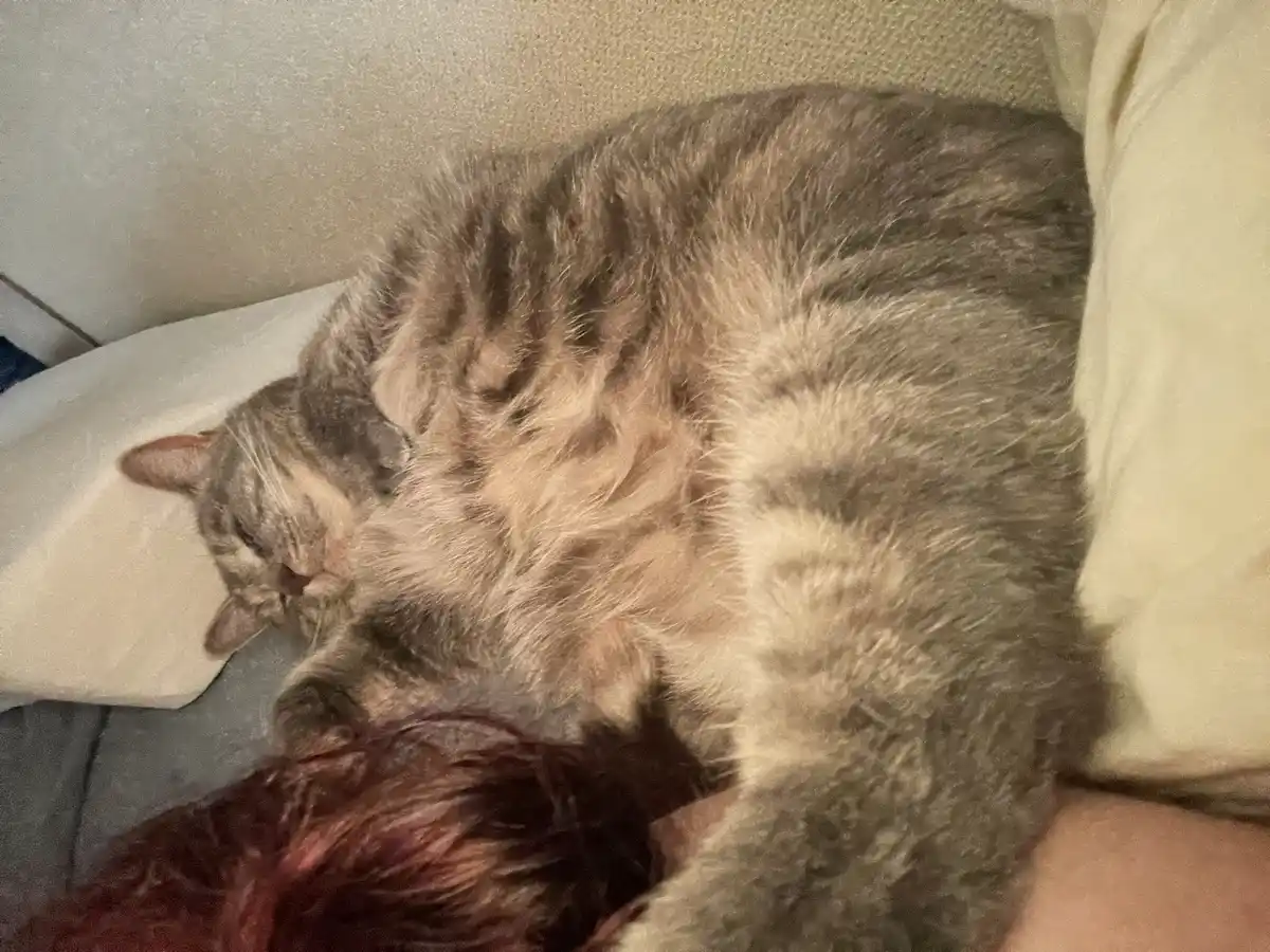 A Daily Dose of Cat Cuteness to Brighten Your Day